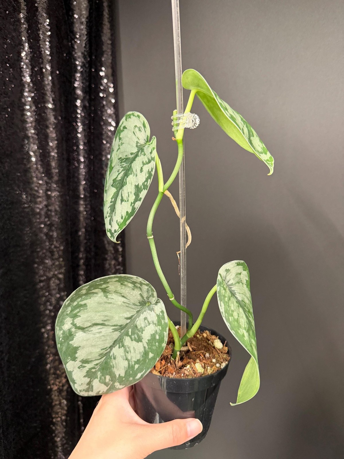 Scindapsus Army, Dark Green Leaf, US Seller