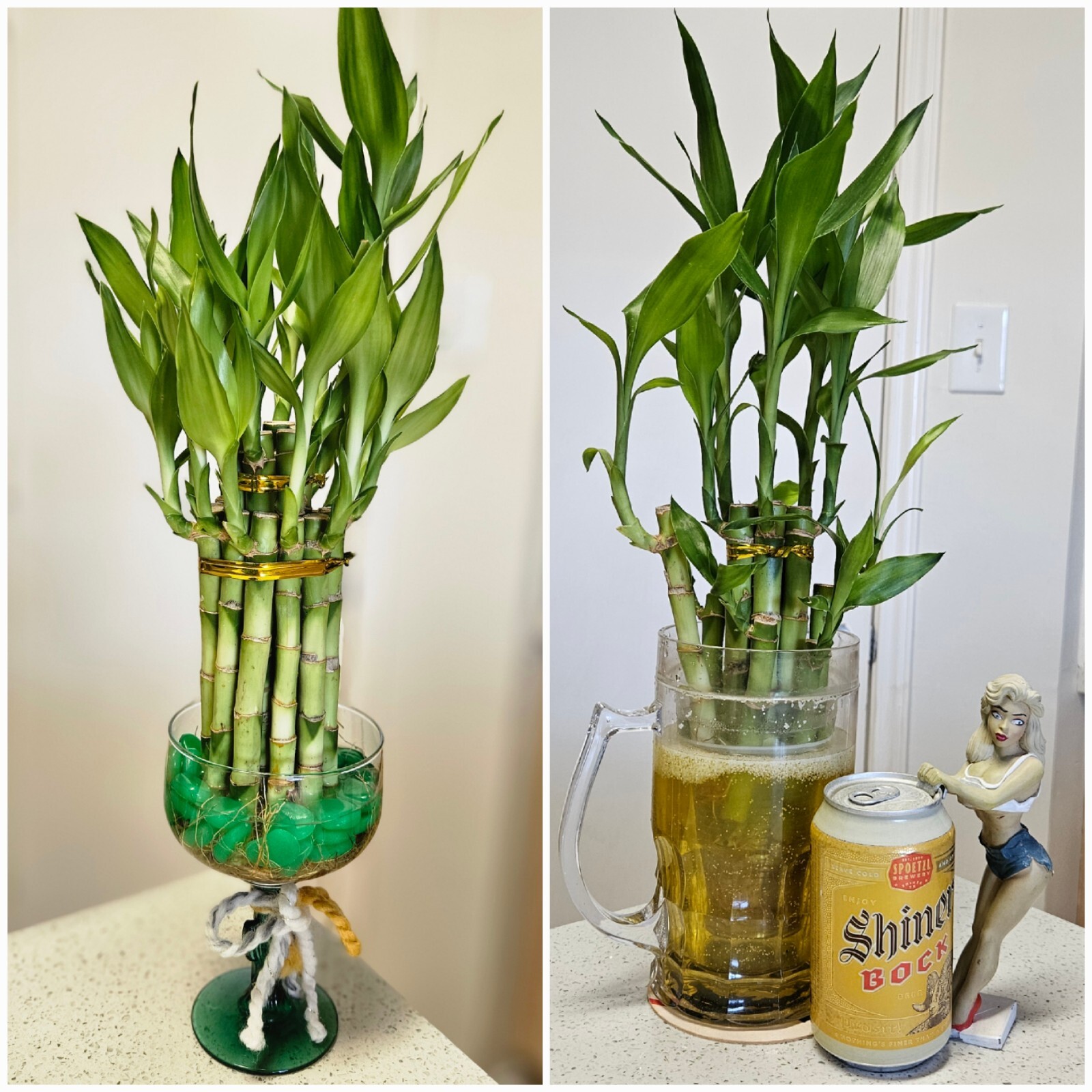 10 LUCKY BAMBOO PLANTS 4″ Free Butterfly Stake, Christmas Gift, Feng Shui