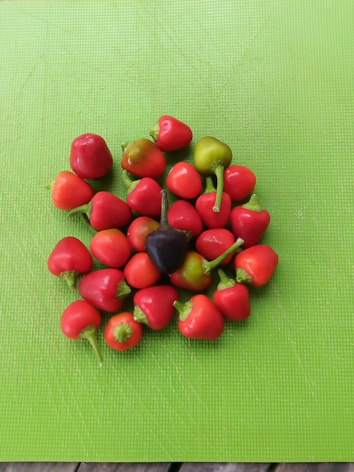 Purple Side Kick Pepper Seeds (Sweet &Spicy)