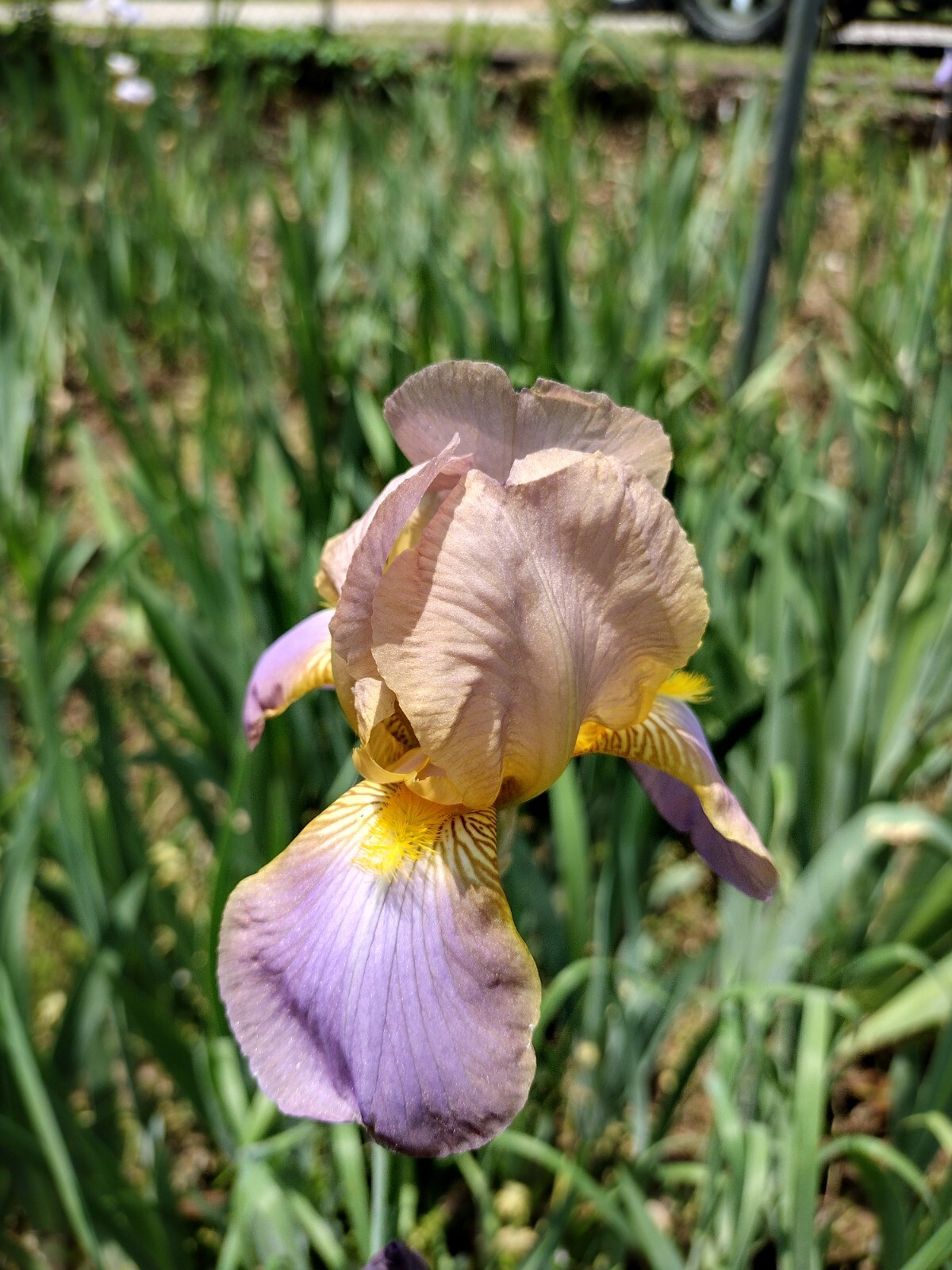 5x MIXED VARIETIES/COLORS BEARDED IRIS Bulbs/Rhizomes FRESH