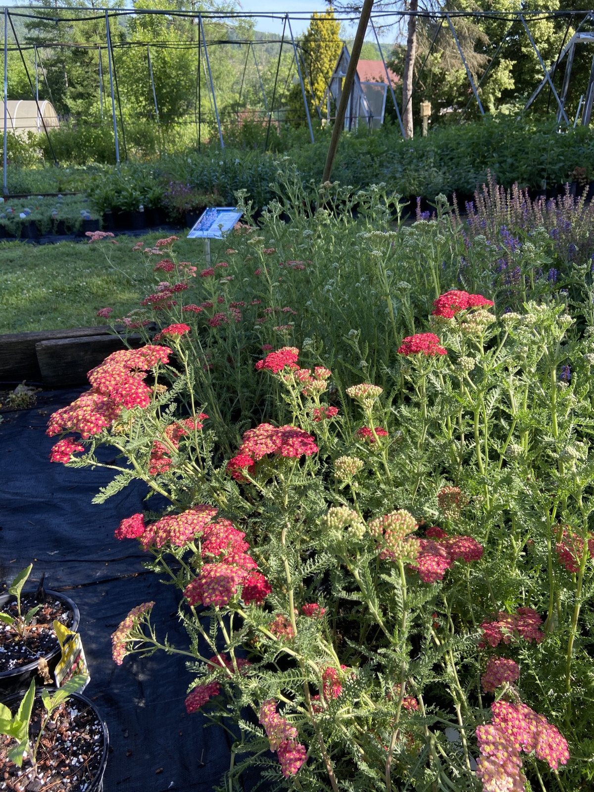 Yarrow Paprika 25 Plants in 3-1/2 inch Pots