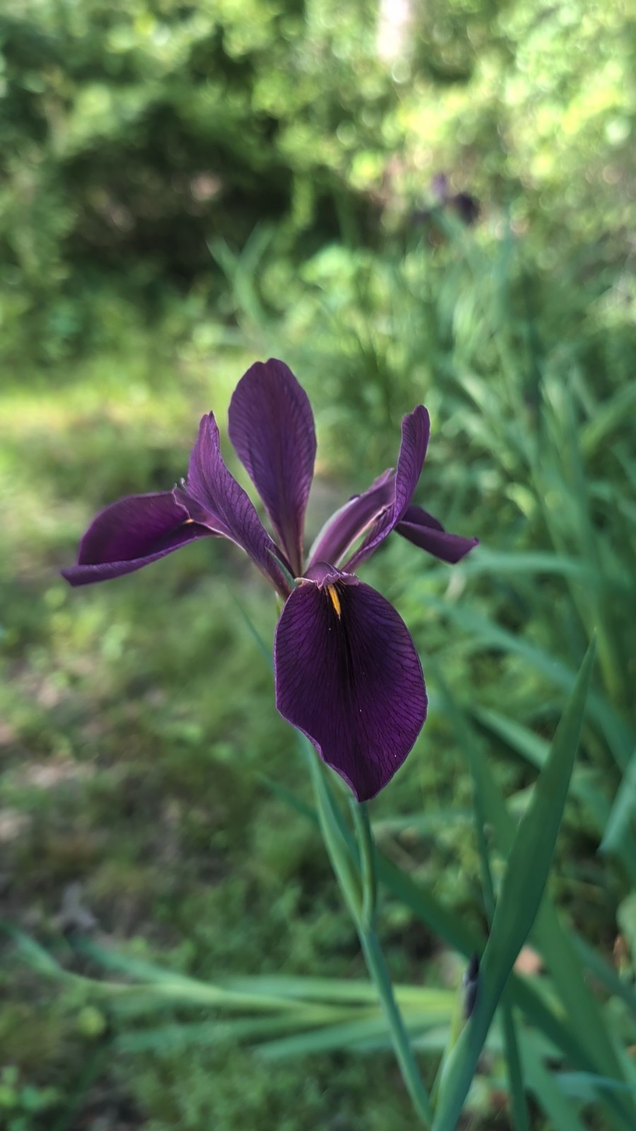 Louisiana Purple Flag Iris — 10 Rhizomes | Black Gamecock | Zones 4-10 Bare Root