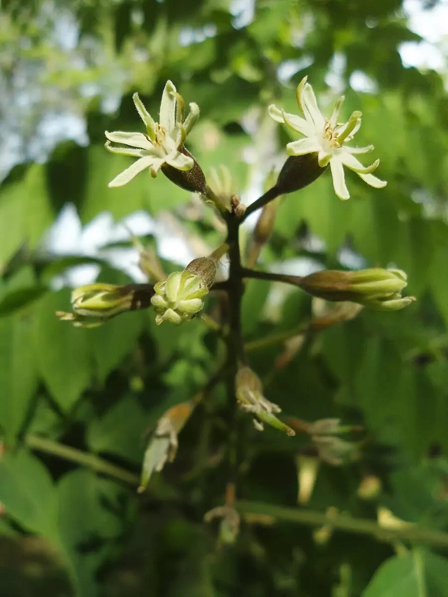 30 Fresh Kentucky Coffee Tree (Gymnocladus Dioicus) Seeds Naturally Stratified