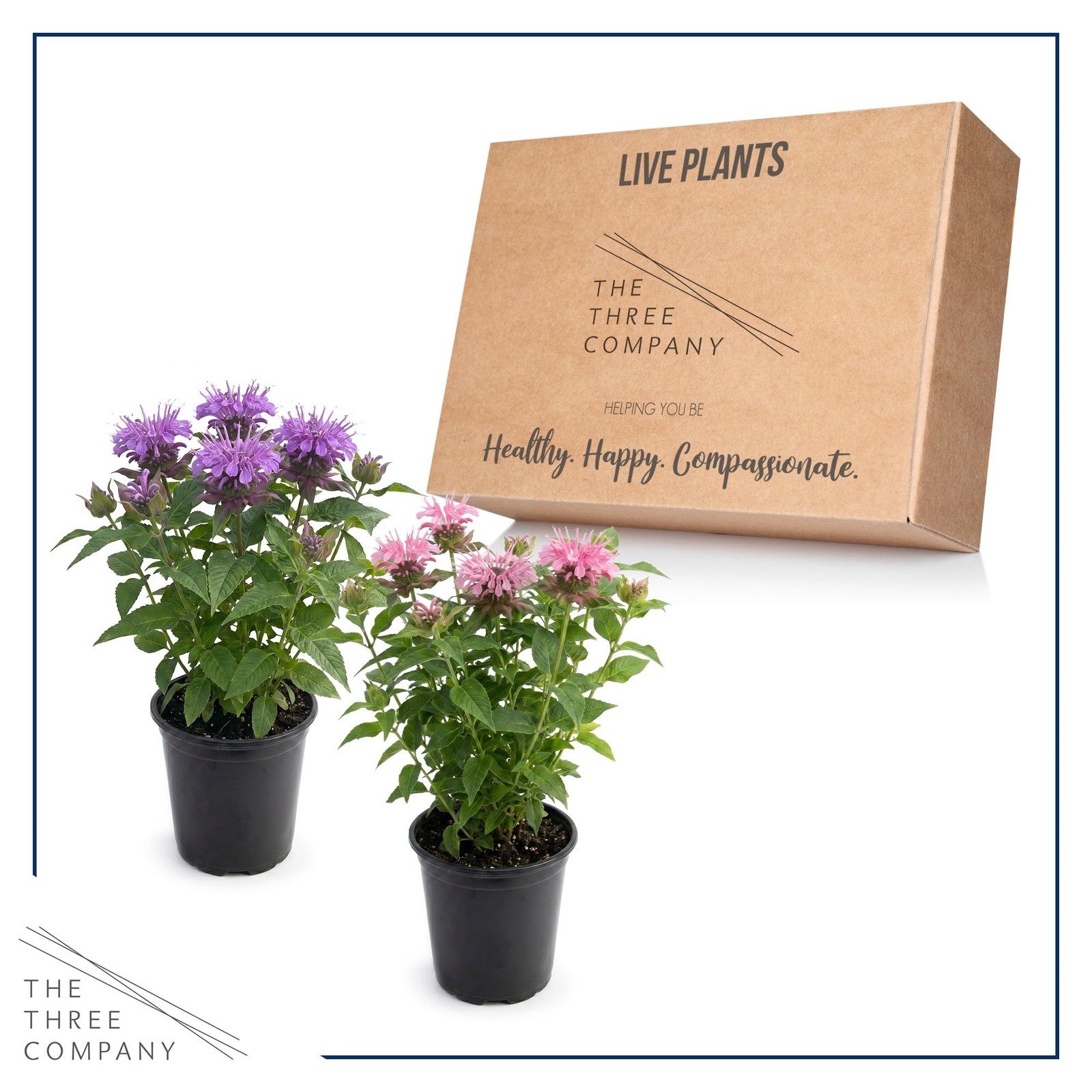 Live Flowering Bee Balm Assorted Colors 2 Plants Per Pack, Pollinator Attra…