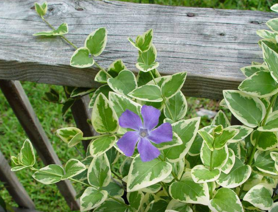 Vinca Major High Color Plug Plant – 2-4″ Tall – Variegated Evergreen Ground Cove