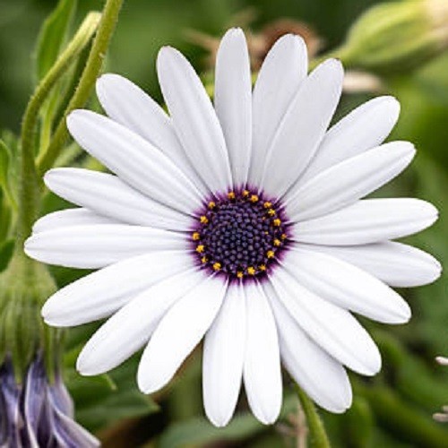 White Cape Daisy Seeds Gorgeous Purple, White Flowers, Easy To Grow Non-GMO