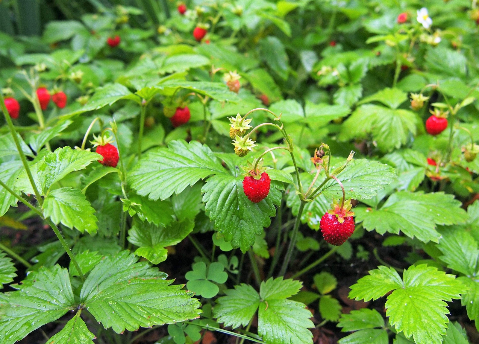 80 California WOODLAND STRAWBERRY Fragaria Vesca Bracteata Red Berry Fruit Seeds