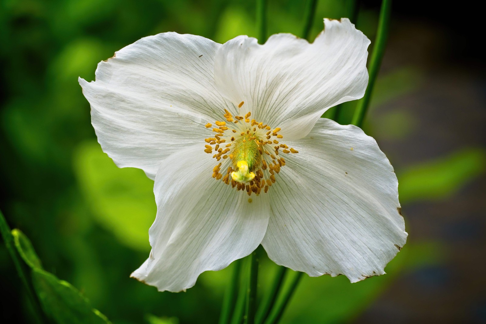 10 MIXED HIMALAYAN POPPY Blue Red Violet Meconopsis Napaulensis Mix Flower Seeds