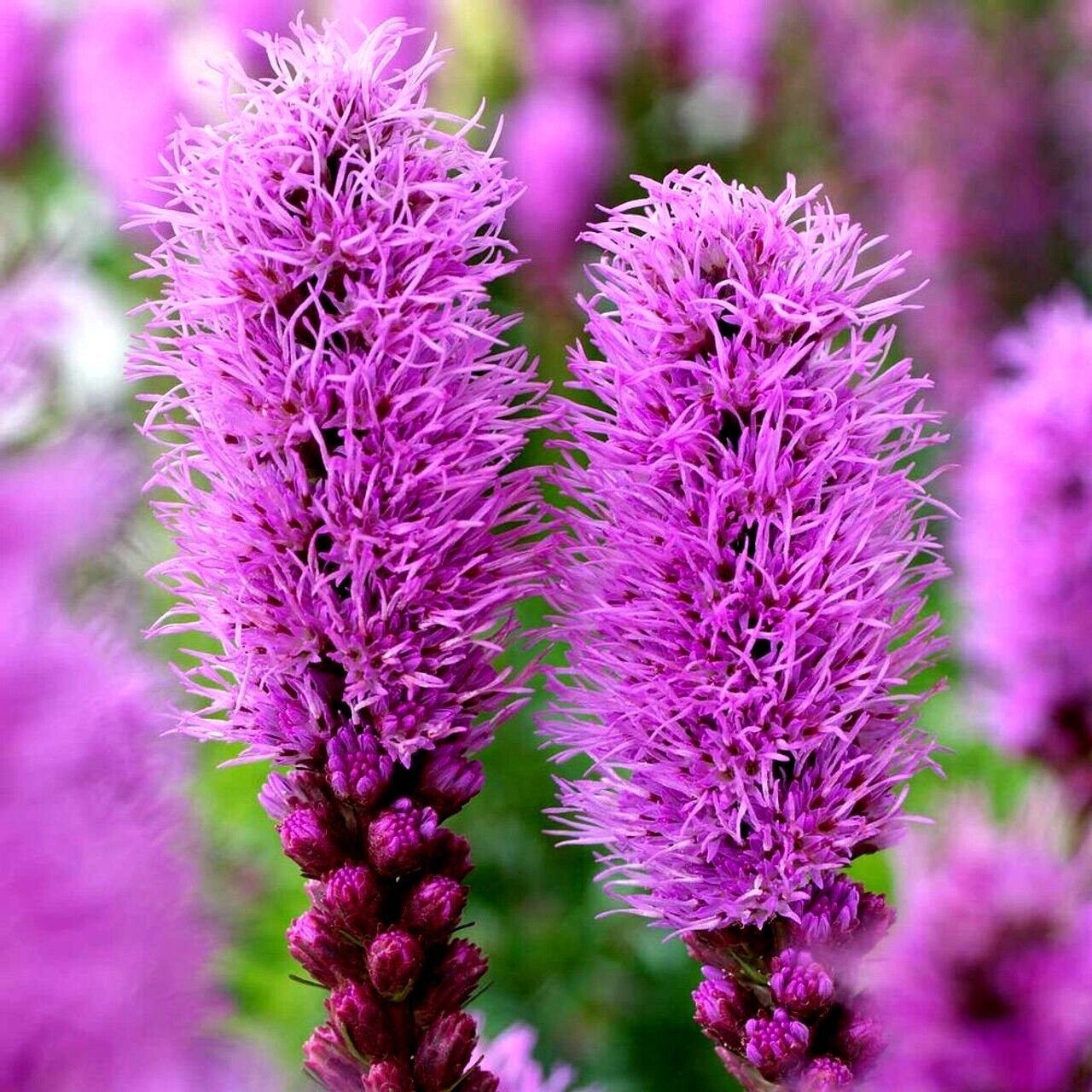 50 PURPLE BLAZING STAR FLOWER SEEDS Liatris spicata Cold Hardy-3 Butterfly Plant