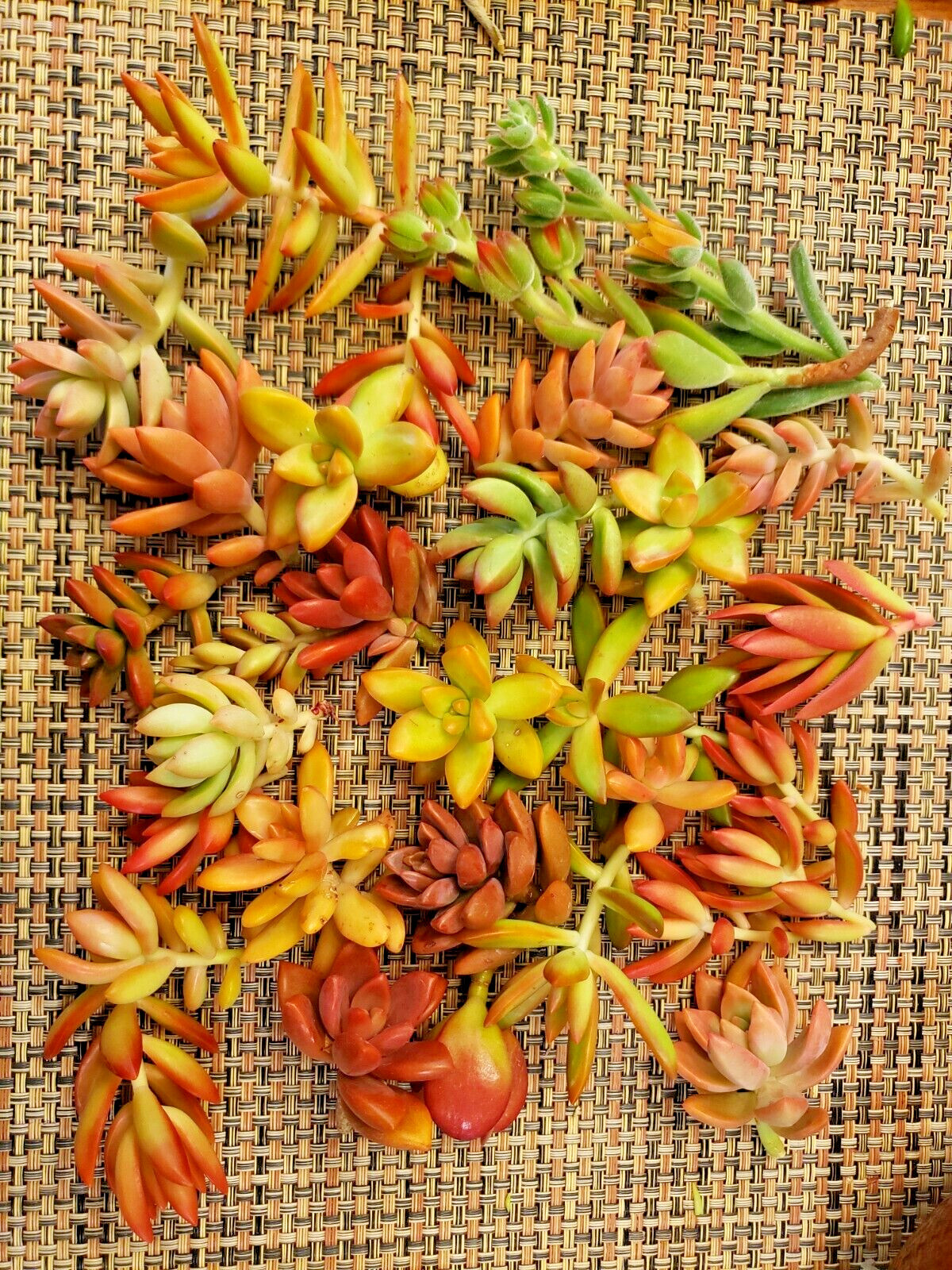 12 SUCCULENT CUTTINGS (RED, PINK, ORANGE COLOR ONLY) / 6 DIFFERENT SPECIES