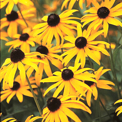 1000+ Annuals & Perennials WildFlower Mix Heirloom Pollinator Non-GMO Fresh Seed