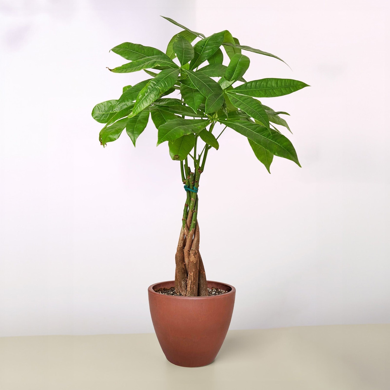 Braided Money Tree Pachira aquatica • Guiana Chestnut • 6″ Pot Good Luck Plant