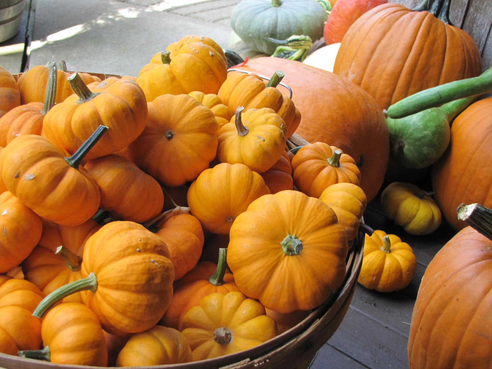 Jack-Be-Little and Wee-B-Little Mix Pumpkin Seeds | Mini Orange Untreated 2024