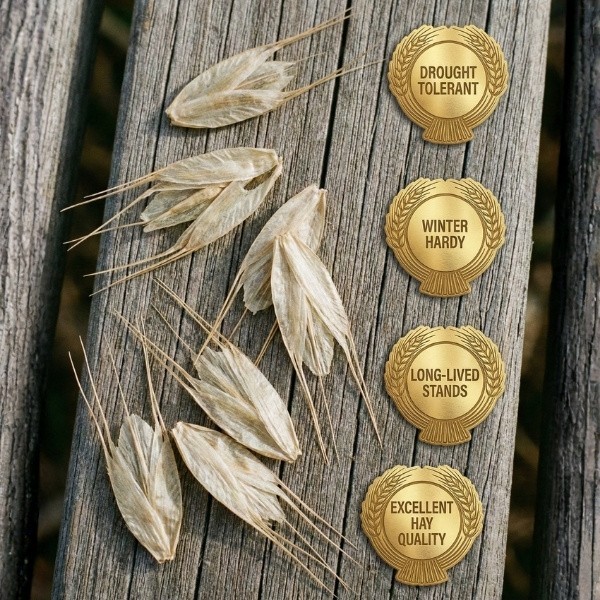 Old Cobblers Farm™ Wicked Tuff Turf Meadow Bromegrass (Grasses) – Season Forage