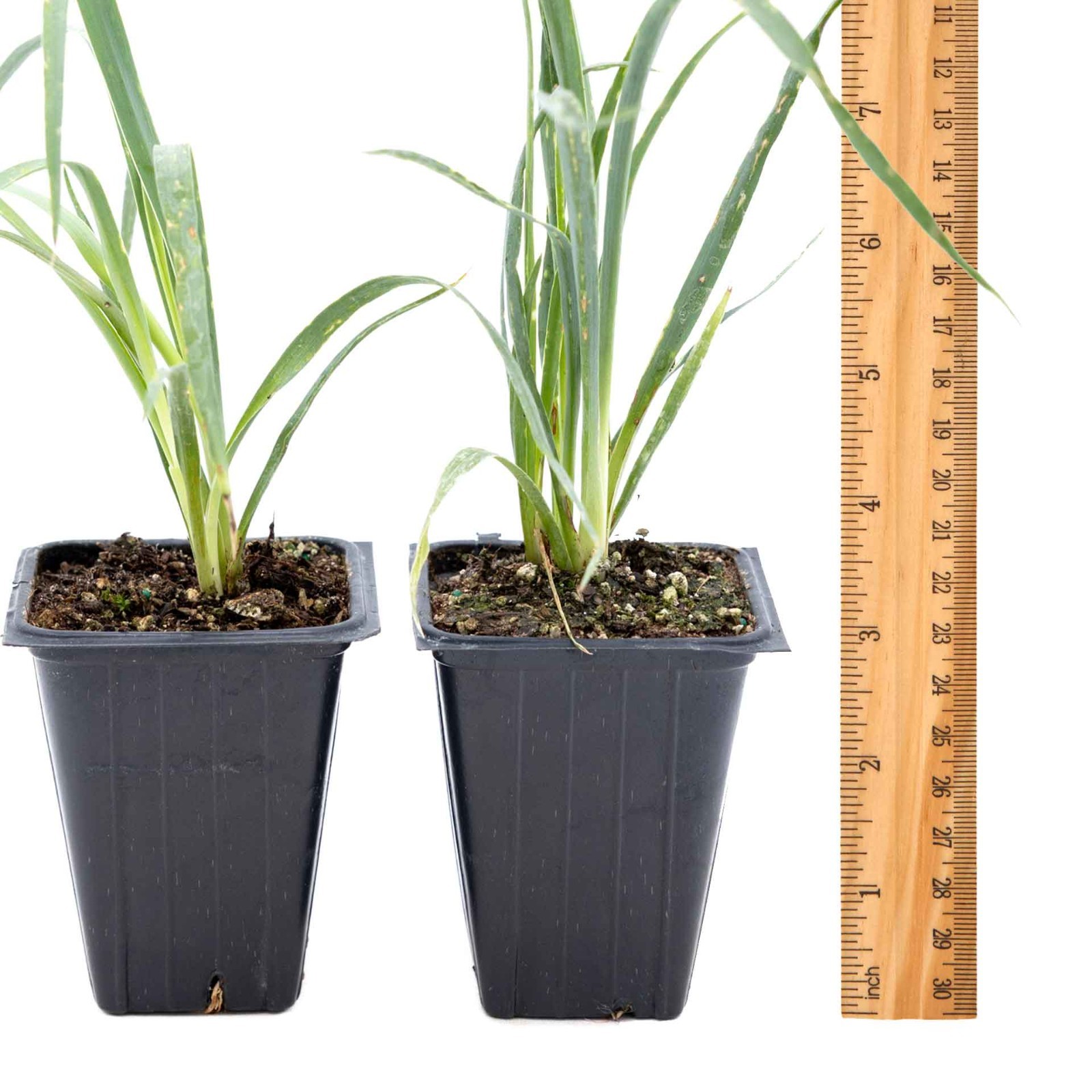 2 Soaptree Yucca Succulents, Live Plants in 3.5″ Cubes (Yucca elata)