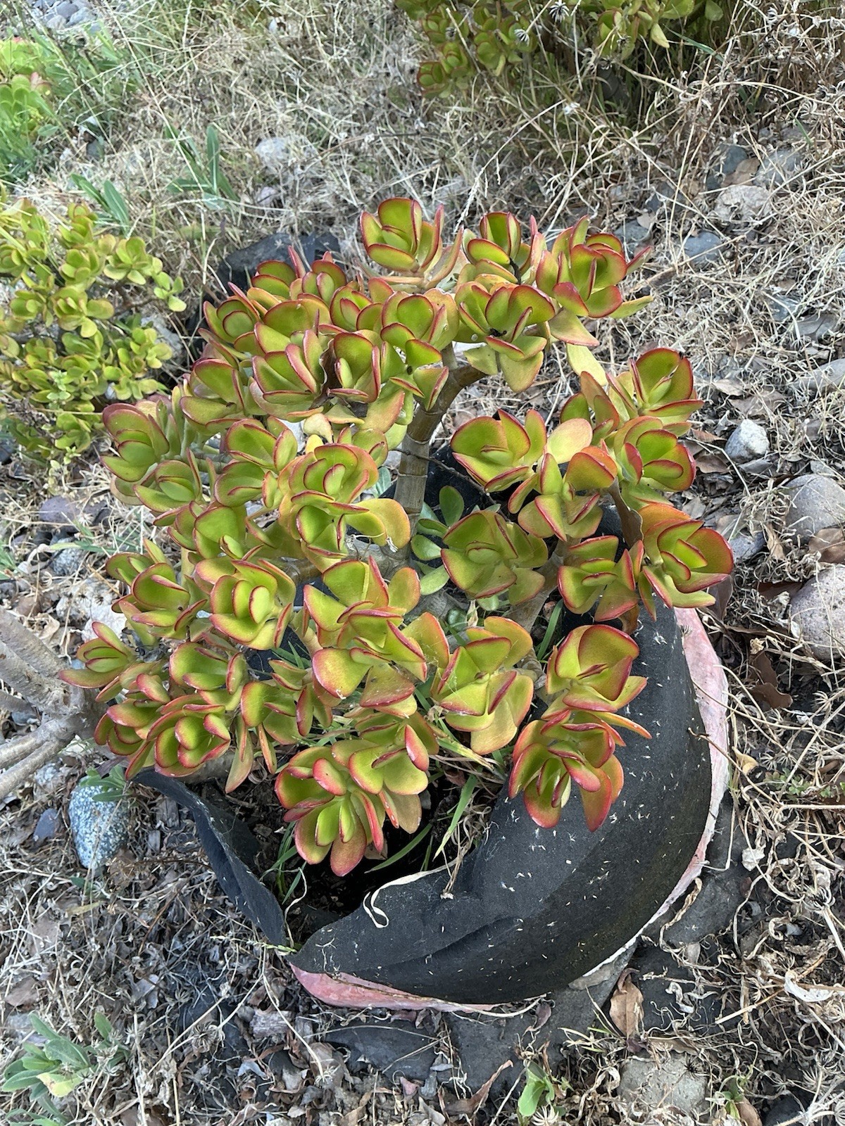 healthy jade plant with roots, Around 13” tall, rooted