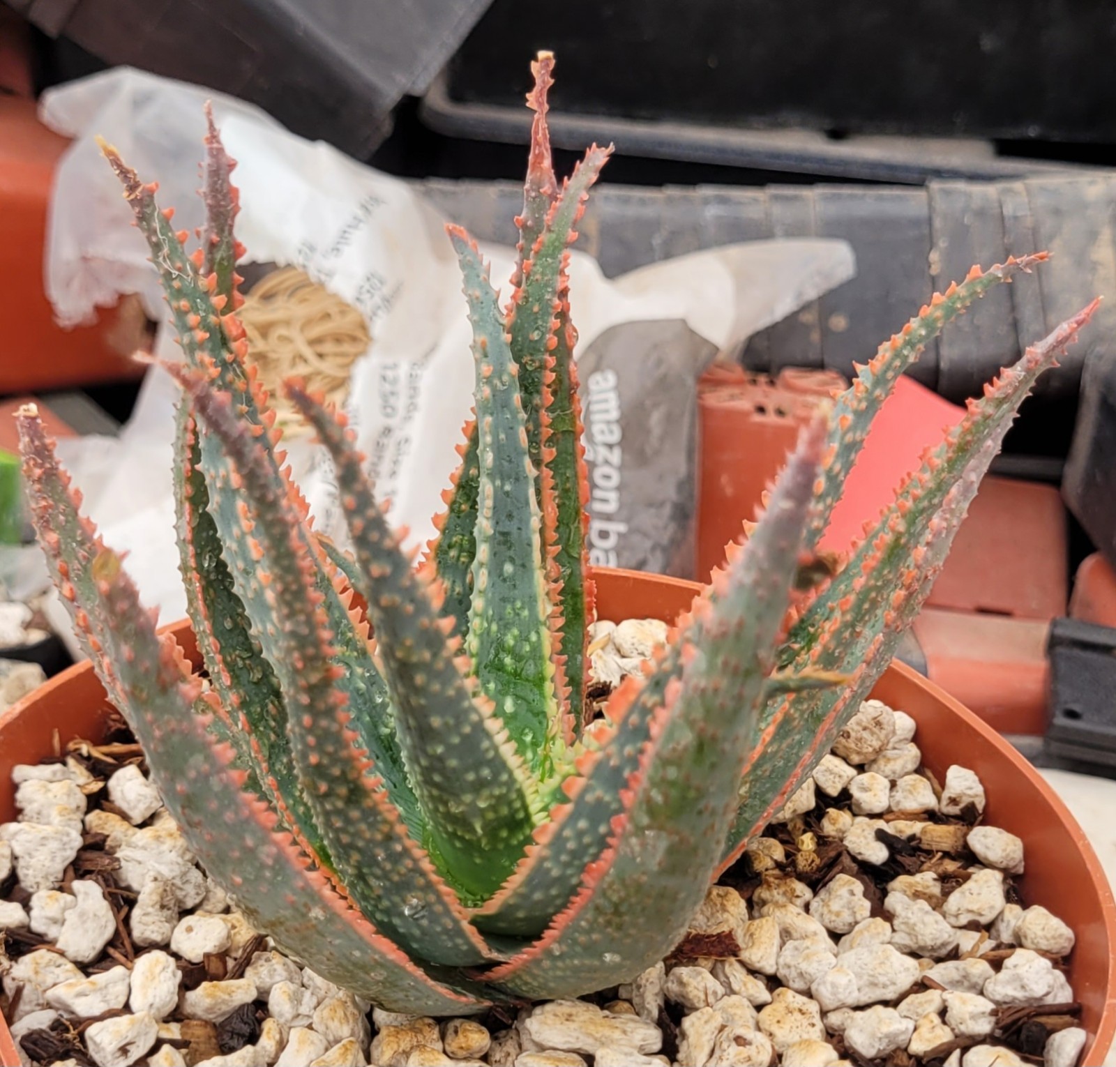 Aloe ‘Christmas Carol’ Kelly Griffin Hybrid 4″ Tall – Bare Root