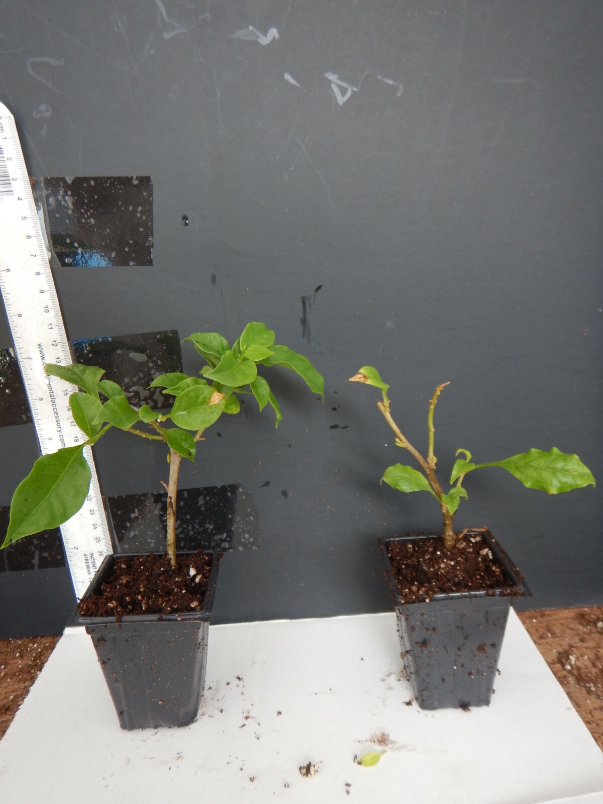 Well Rooted **CALIFORNIA GOLD** Live Bougainvillea starter/plug plant*