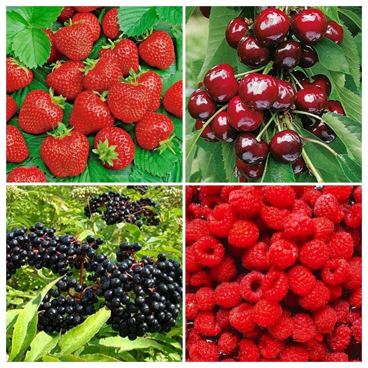 Berry Seeds Variety Pack, 310 Total, Non-GMO Strawberry, Mixed