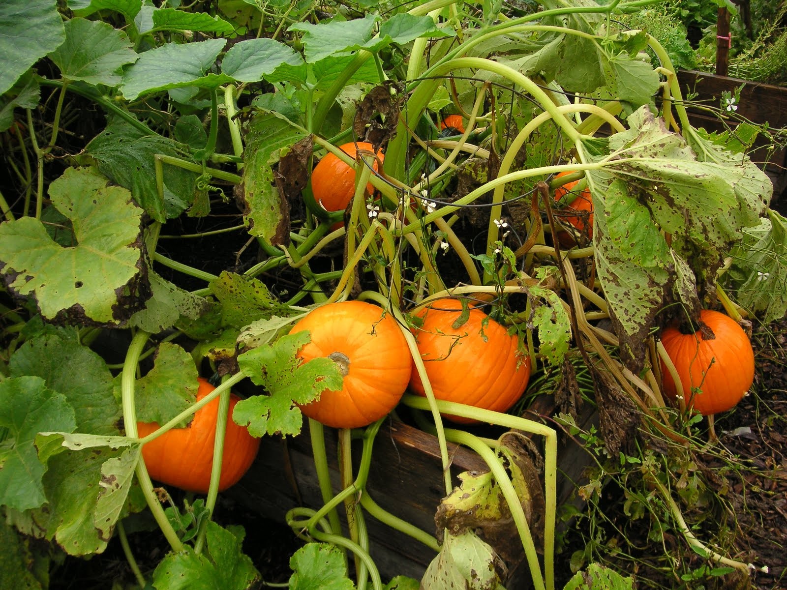Jack-Be-Little and Wee-B-Little Mix Pumpkin Seeds | Mini Orange Untreated 2024
