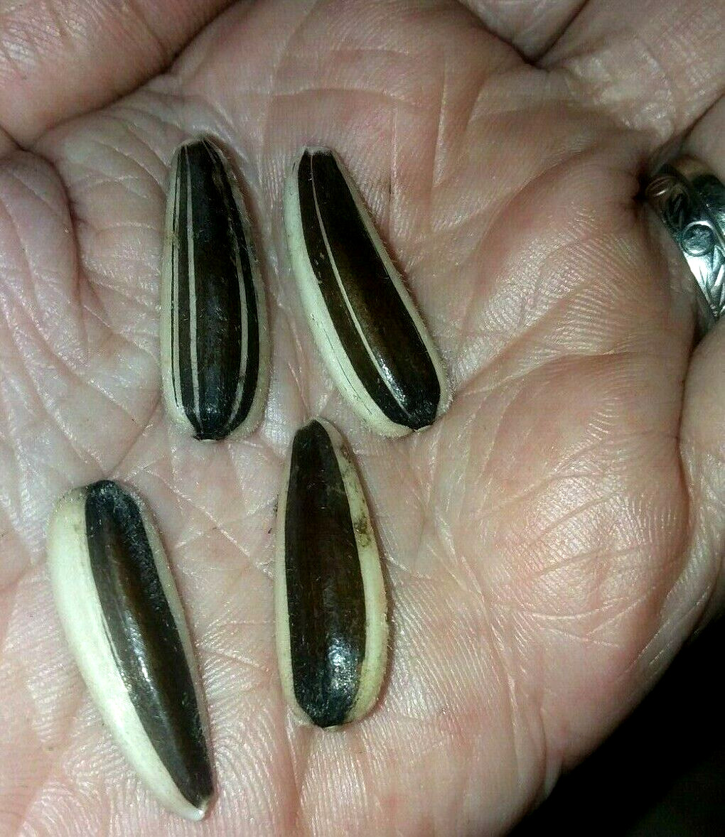 Pikes Peak Giant Sunflower Seeds