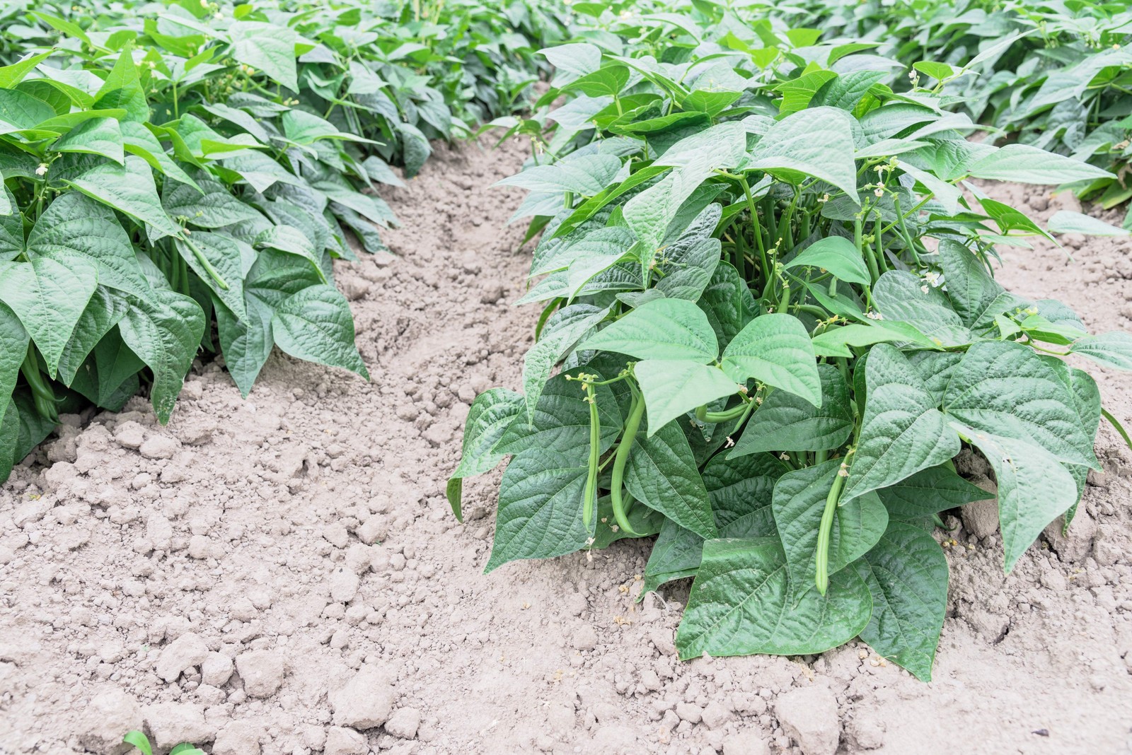 50 TENDERGREEN GREEN BEAN Phaseolus Vulgaris Vegetable Seeds