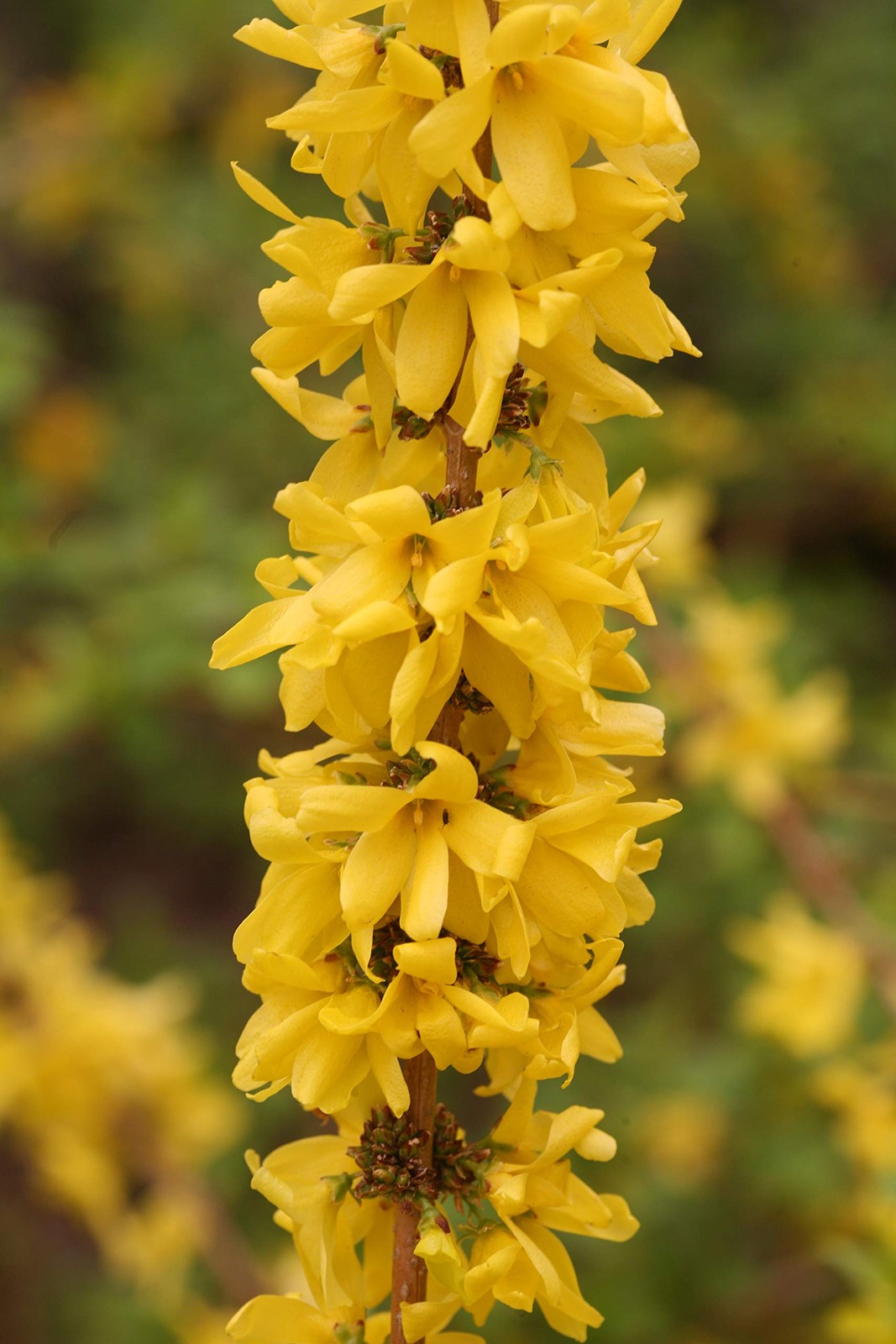 Live Plant from – Proven Winners Forsythia x Show Off Starlet, #3 Gallon Size…