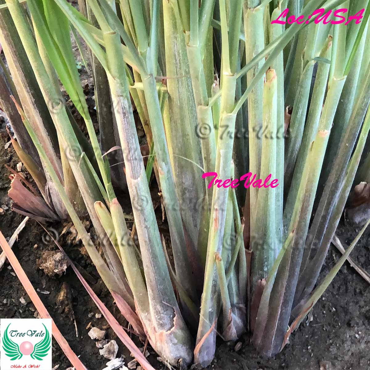 3 Lemongrass Stalks Plugs Live Cymbopogon Sereh Plant Healthy Herb Lemon Grass