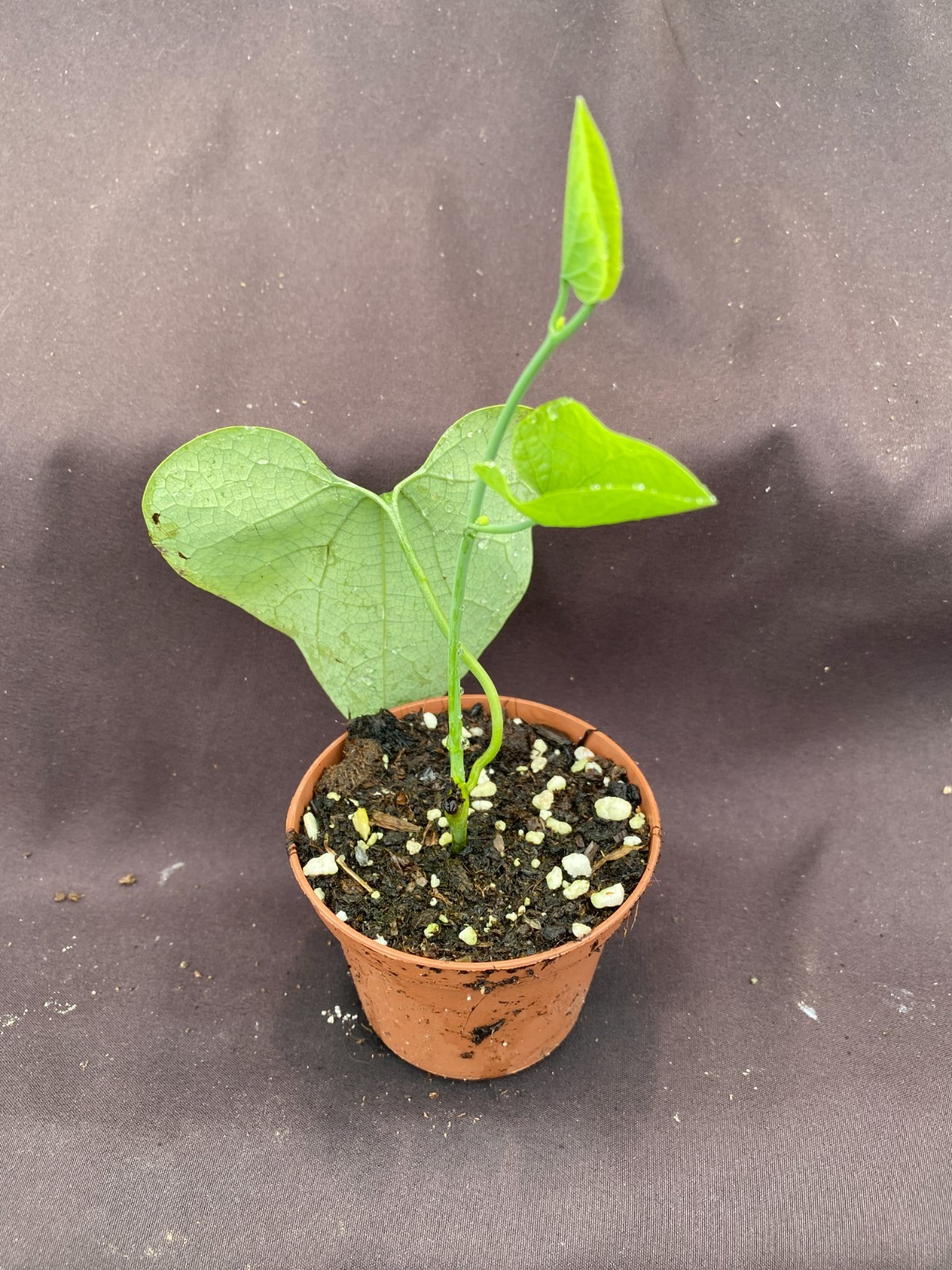 Aristolochia littoralis, Dutchman’s Pipe, Rooted Plant Shipped in 3″ Pot