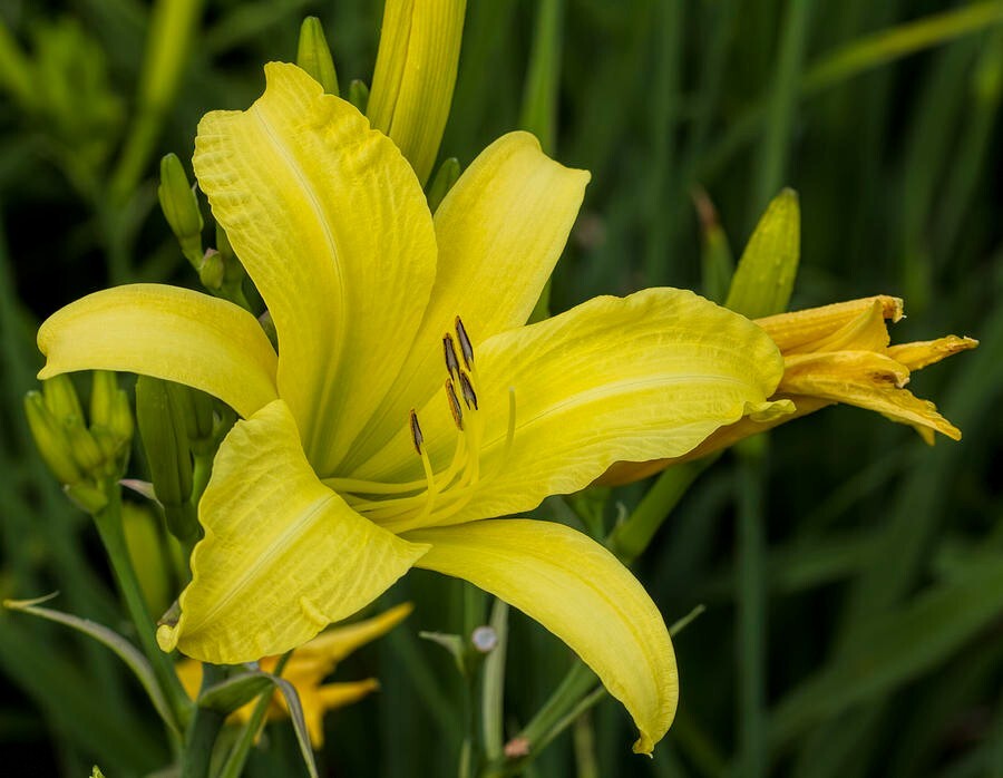 20 Seeds HYPERION Daylilly 6 1/2 inch lemon yellow blooms on 36 inch Stalks