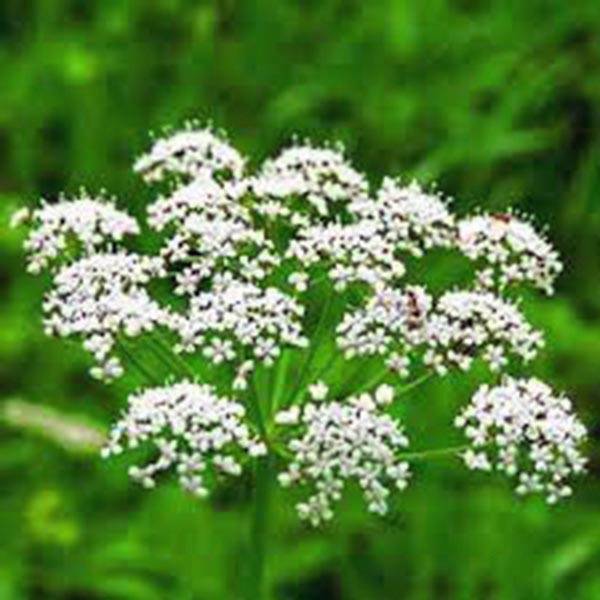 ANISE, HEIRLOOM 1000+ SEEDS, SMELLS GREAT, UNIQUE FLAVOR, HERB, SPICE