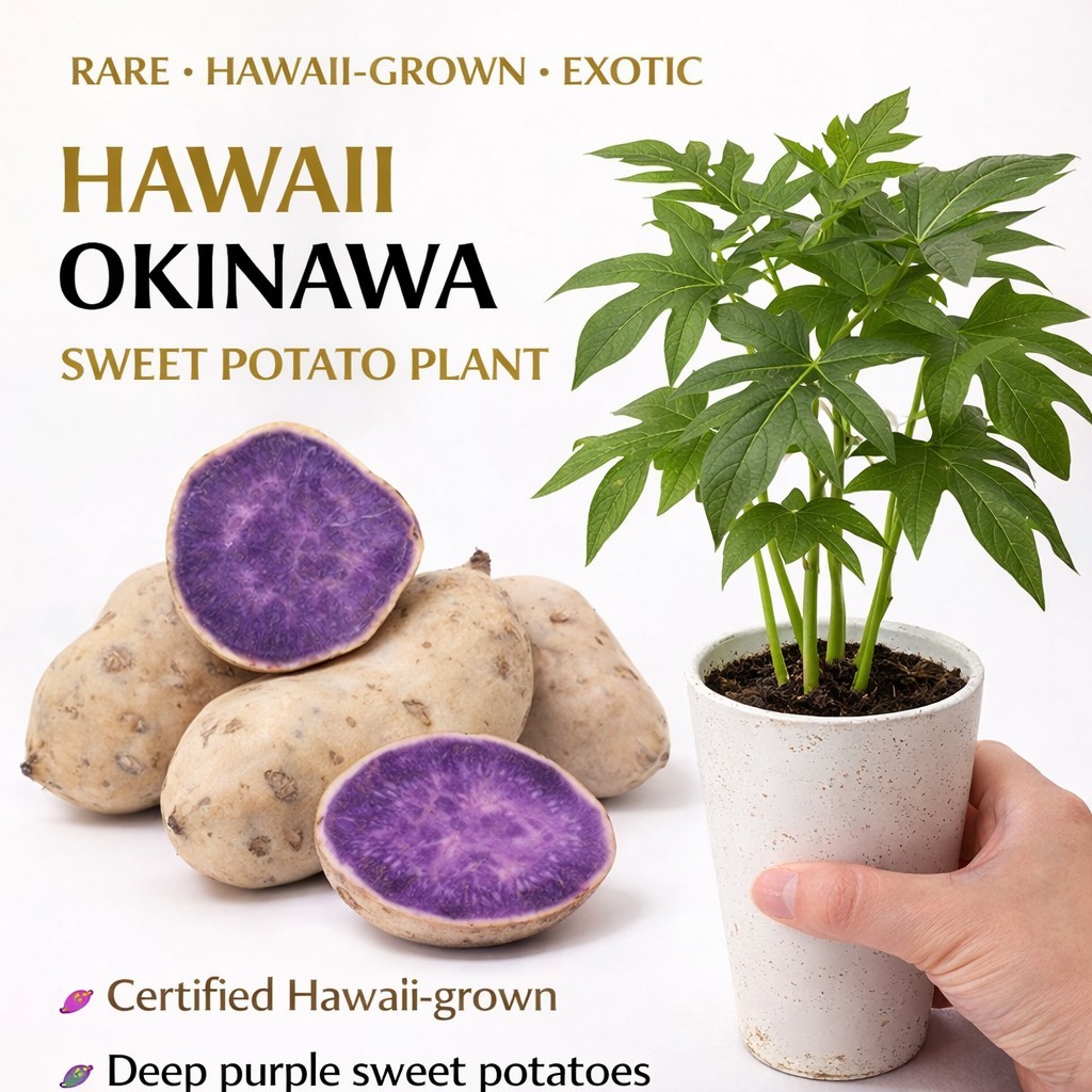 5 Okinawa Hawaiian Special – Sweet Potato Plants Rare Starter Cup – 5 In 1 Cup.