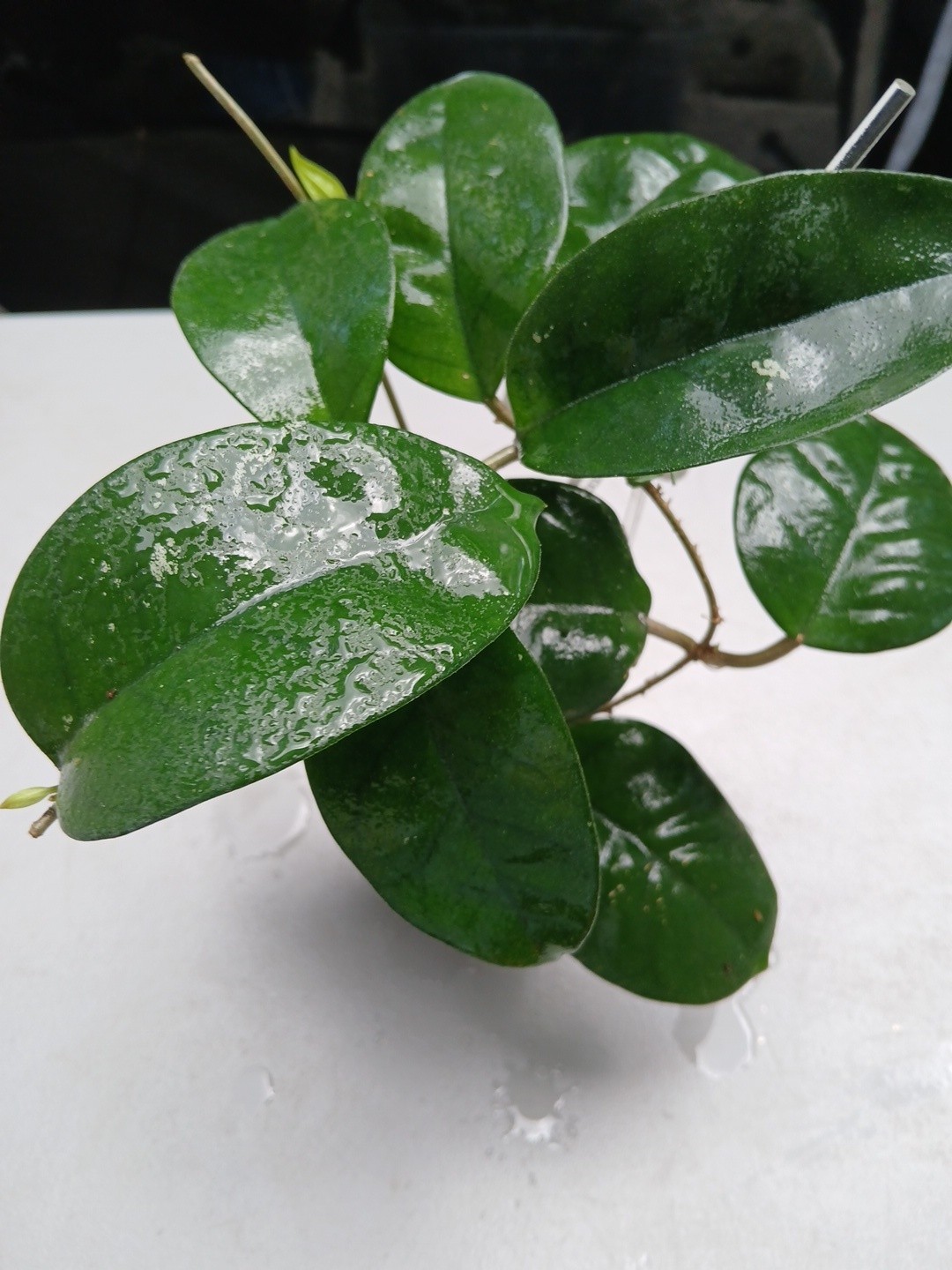 #379- HOYA FUNGI I LIVE PLANT, LARGE LEAF, LARGE PLANT,