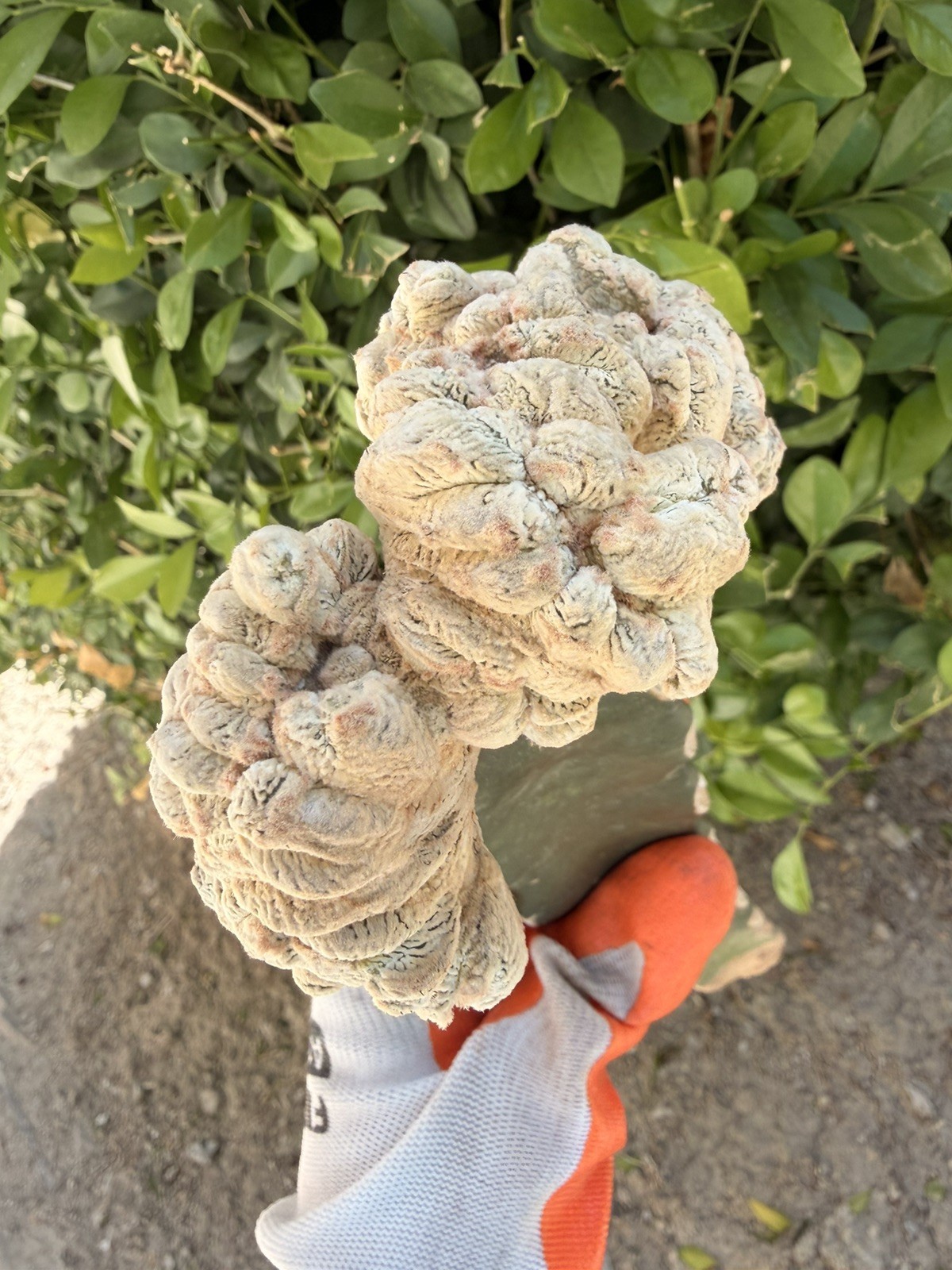 Rare Crested Cactus Grafted