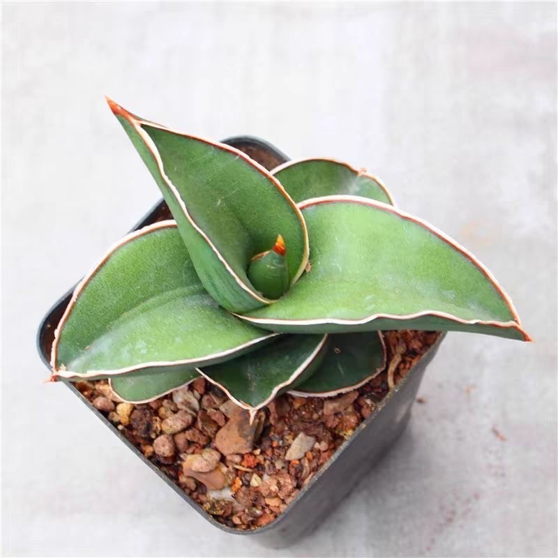 Rose Warrior Snake Plant Mini Cactus Succulent For Desktop Decor (Bare Root)