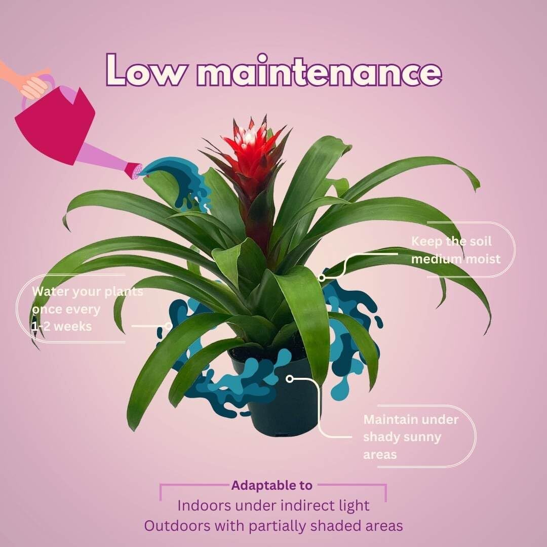 Colorful Bromeliad Assortment, 4 inch Set of 3, Guzmania Variety