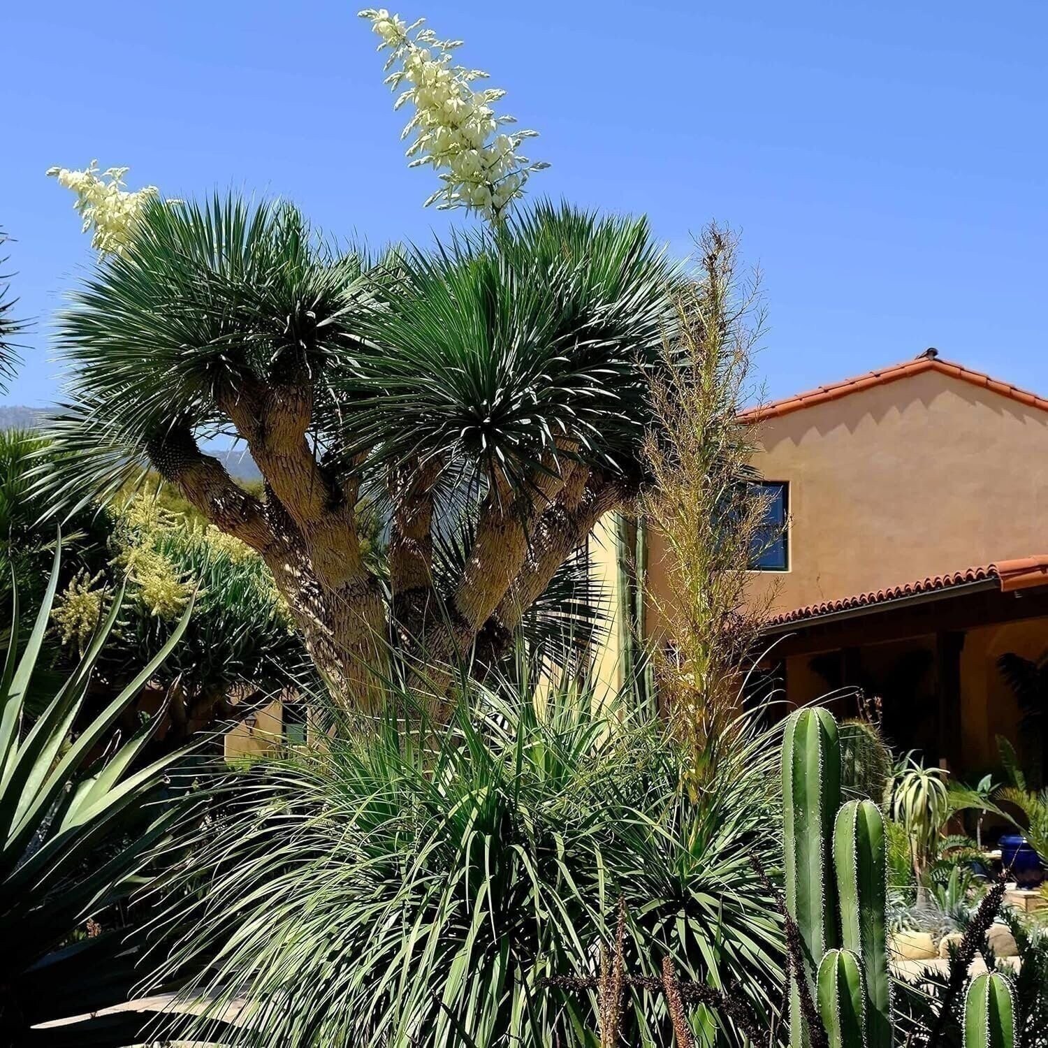 Silver Yucca – Live Plant in a 3 Gallon Growers Pot – Yucca Rostrata