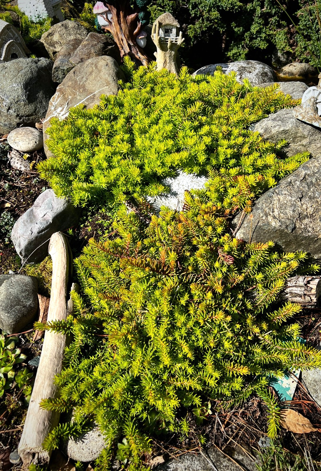 30 Sedum “Angelina Stonecrop Ground Cover Plants Cuttings Free Shipping