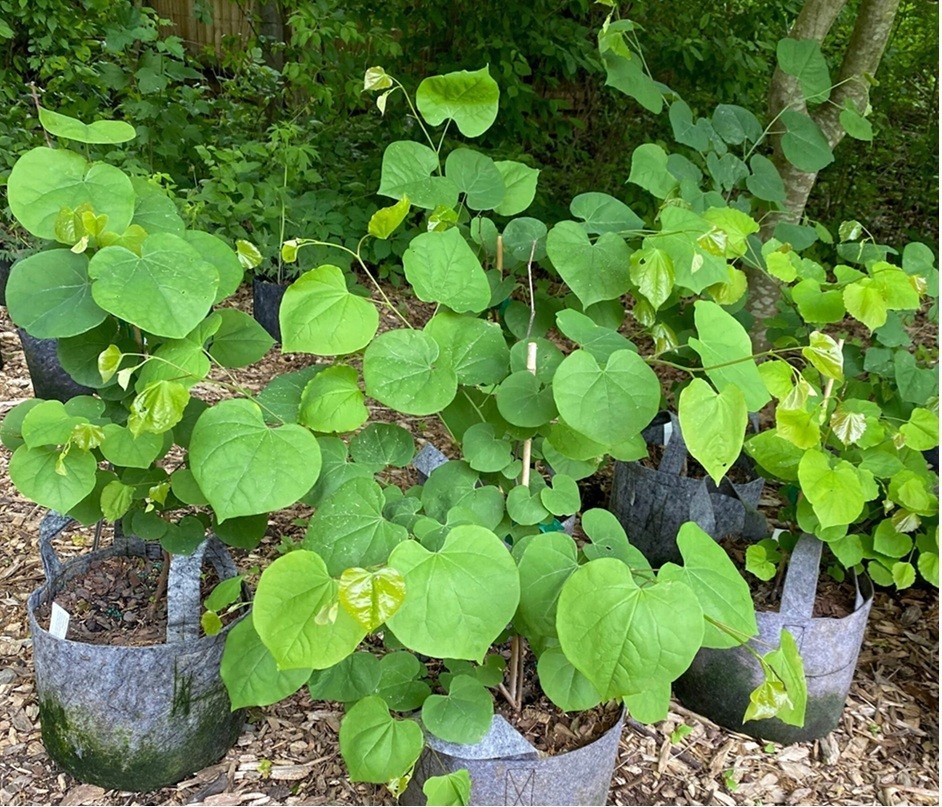 Eastern Redbud tree (Cercis canadensis) 1 -2 yo 8″-30″+ plant
