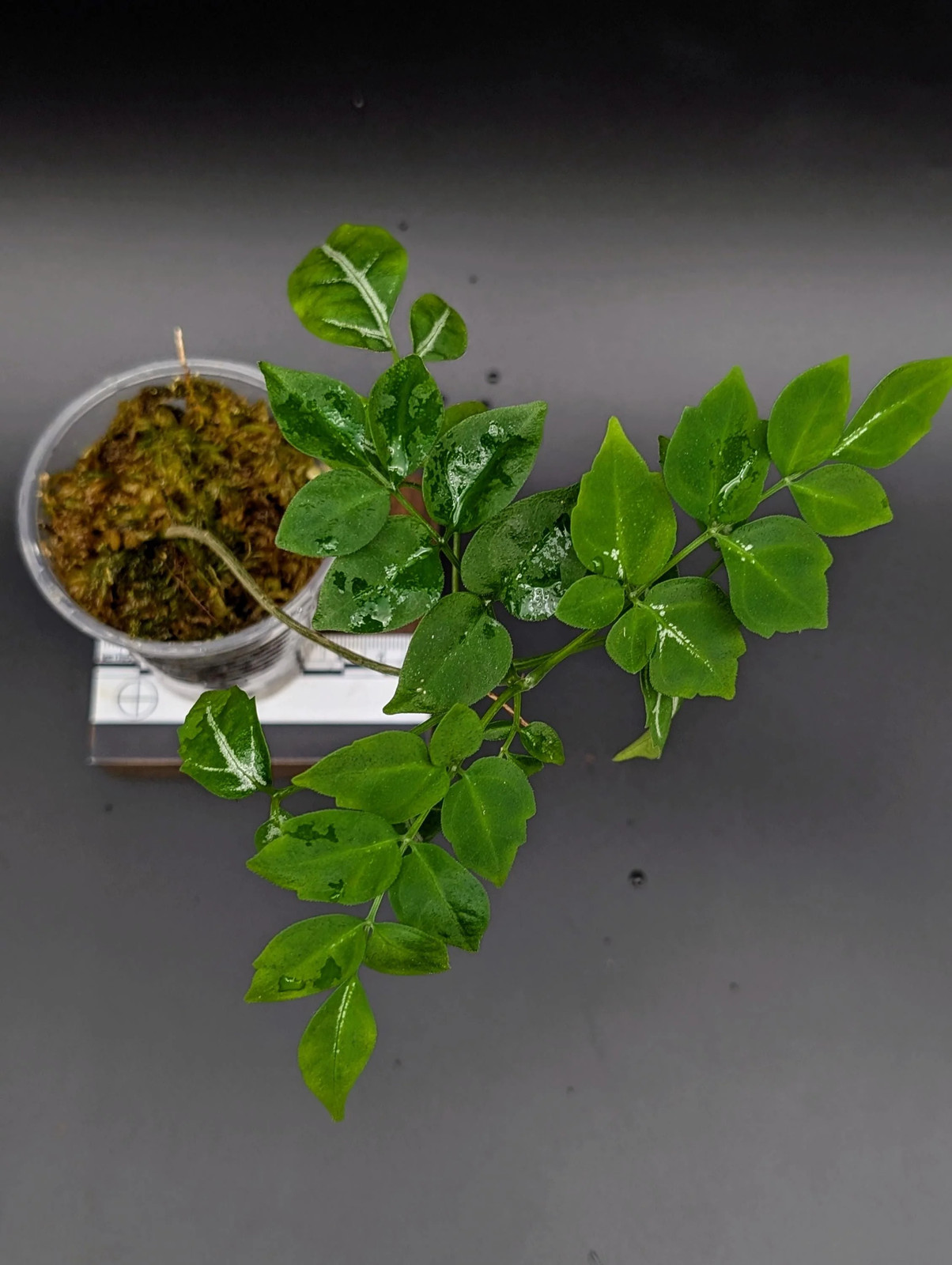Leea sp. green [non-exact]
