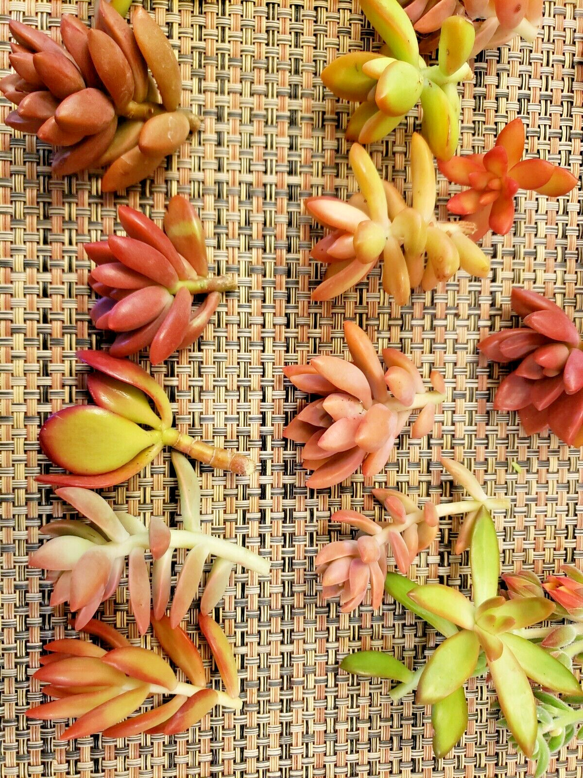 12 SUCCULENT CUTTINGS (RED, PINK, ORANGE COLOR ONLY) / 6 DIFFERENT SPECIES