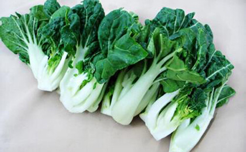 200+Canton pak choi seeds Chinese Cabbage BokChoy Napa Cabbage Siu Bok Choy USA