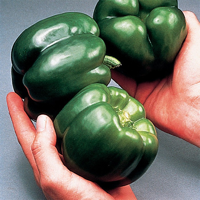 30+ California Wonder Bell Pepper Seeds – 300 TMR – Heirloom – Non GMO — FRESH