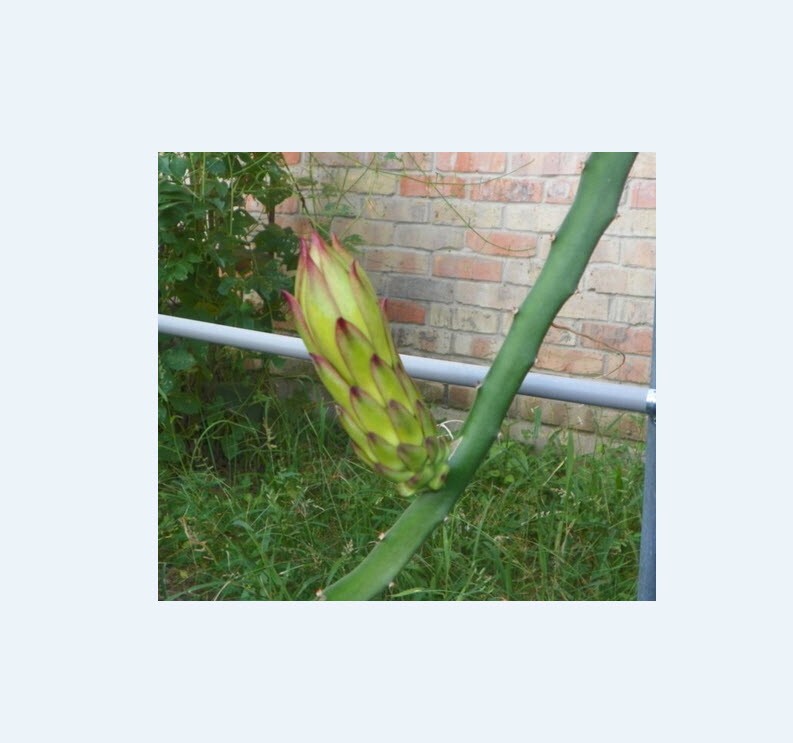 Yellow Thai Dragon Fruit Flesh Cutting 7 – 10 inch (2) pieces
