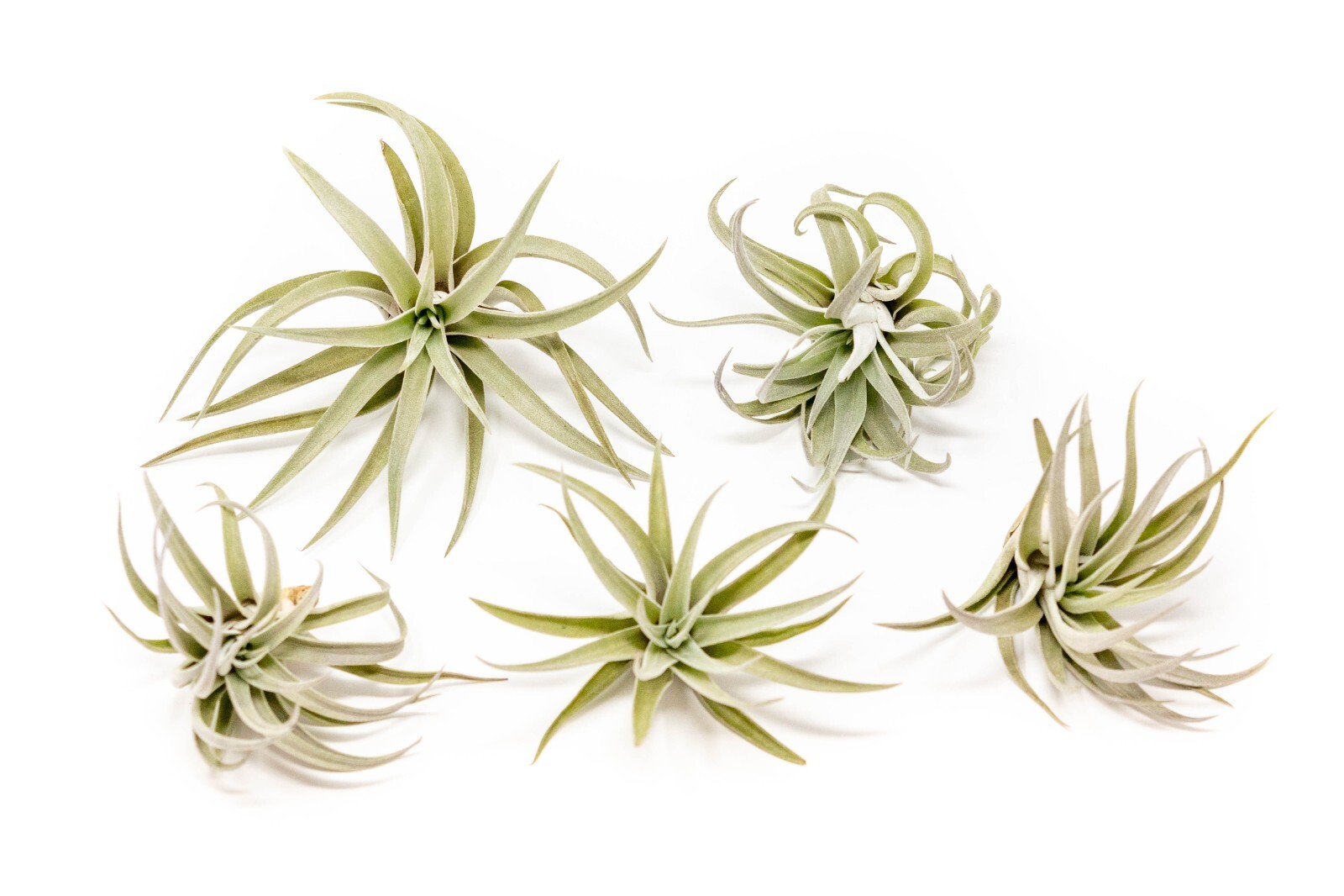 Air Plant Tillandsia Harrisii – Live Air Plants – Easy Care Indoor/Outdoor Decor