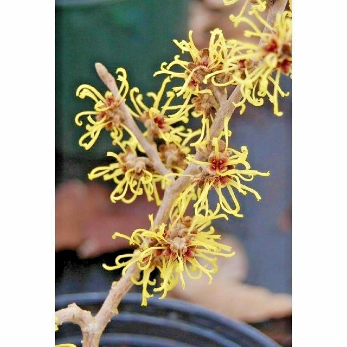 10 CHINESE GOLD EDGE WITCH HAZEL SEEDS – Hamamelis mollis ‘Gold Edge’