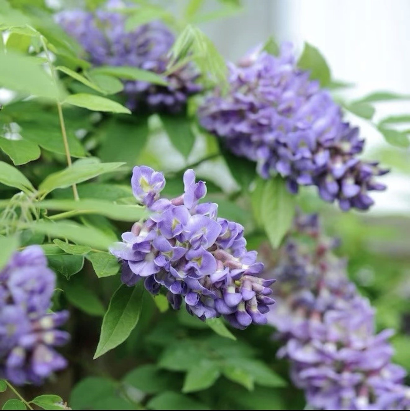 Amethyst Falls Wisteria Vine – Starter Plant ( 5L ) ( 1 live plant )