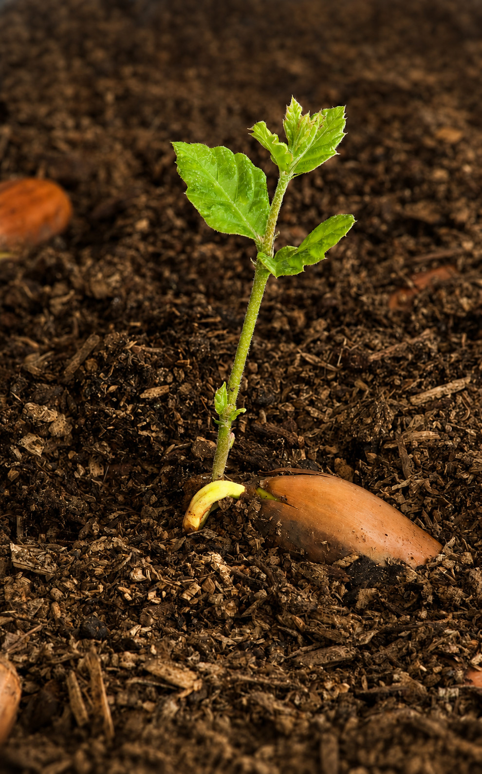 Cork Oak Small Seedling Fast Growing Live Tree Quercus Suber