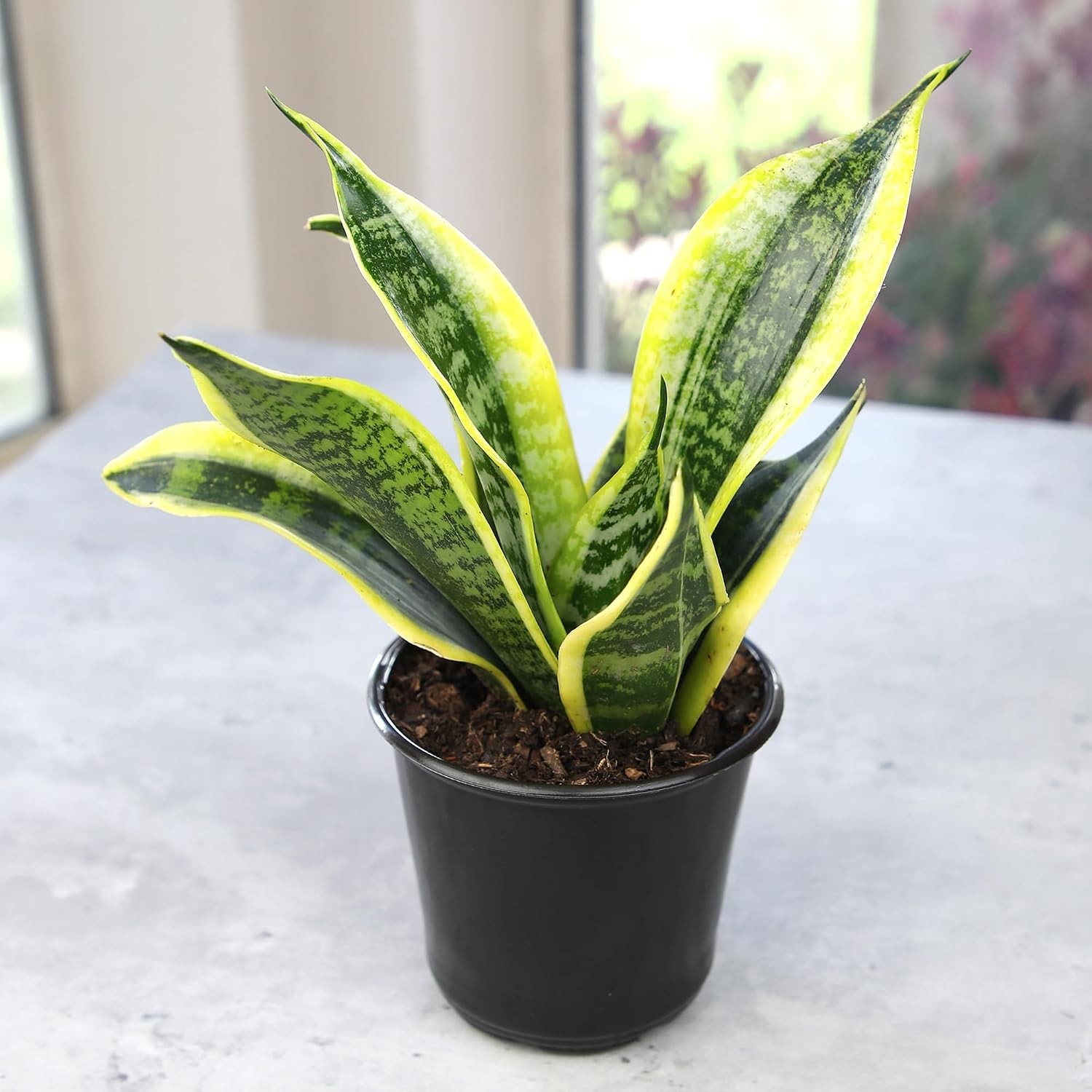 Planta Sansevieria Zeylanica Resistente Para Interiores Lengua De Suegra