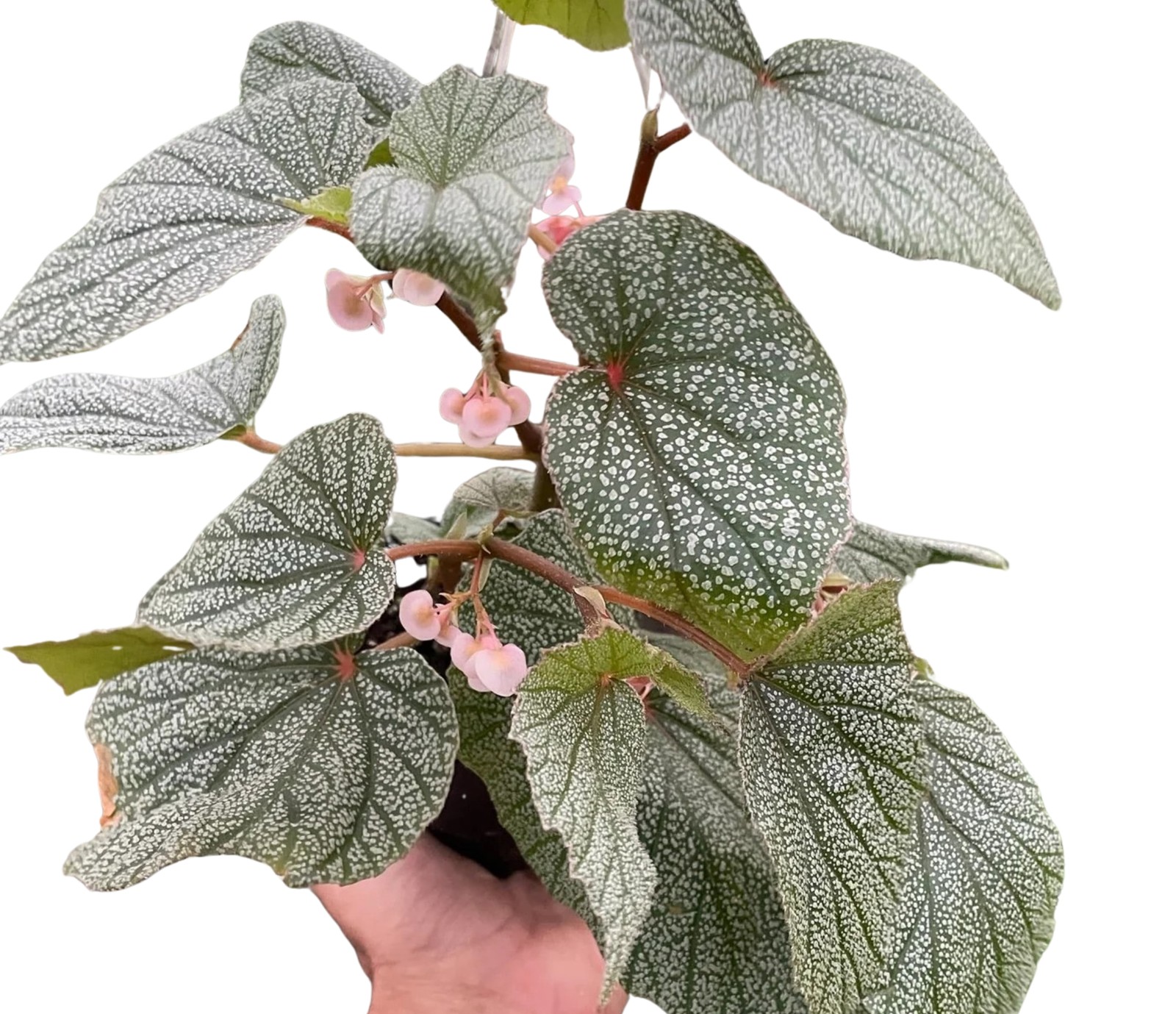 Angel Wing Begonia Frosty Indoor Live Plant Polka Dot Foliage Easy Care